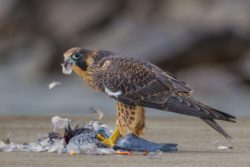 Peregrine Falcon With Prey 9 10 9.5 28.5 TC DP Geoff Dunn  Nature Master