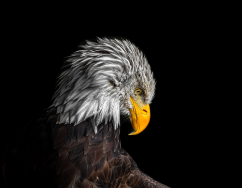 Majestic Bird 2Nd Tie Pictorial 8 8 9.5 Tot 25.5 TC DP Bertin Francoeur  Pictorial Master