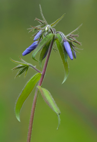 Wild Phlox In Bud 1St Tie Nature 8 8.5 9 Tot 25.5 TC GPP Colleen Bird  Nature Gold