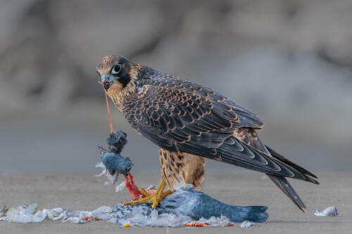 Peregrine Falcon With Pigeon 9.5 10 8.5 28 TC DP Geoff Dunn  Nature Master