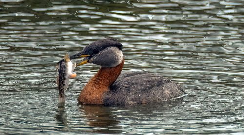 Red-necked grebe with fish 23 Jim Maguire Nature Master