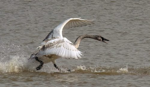 Tundra swan running on water 23 Jim Maguire Nature Master