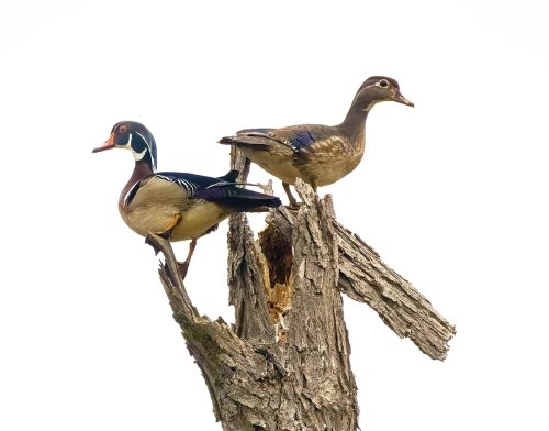 Wood ducks 21 Jim Maguire Nature Master