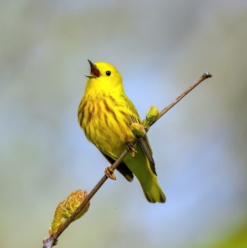 Yellow warbler 25.5 TC GPP Jim Maguire Nature Gold