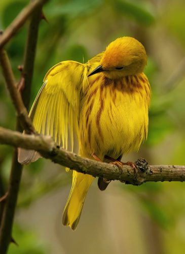 Yellow warbler preening 21.5 Jim Maguire Nature Master