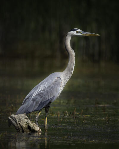 Blue Heron 2 7.5 8 8 23.5 TC SPP Carey Hope  Nature Silver