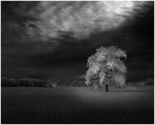Black And White Maple Tree 9 7 9.5 25.5 TC SPP Carey Hope  Creative Silver