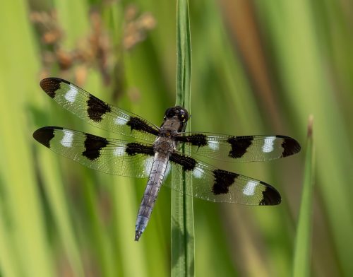 12 Spot Dragonfly 23 David Evans Nature Master