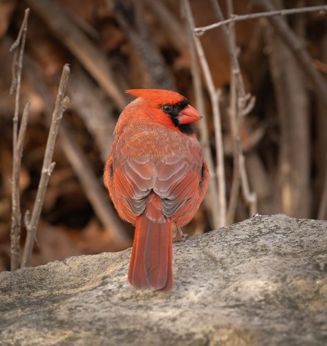 Northern Cardinal 23 Andy Langs Nature Master