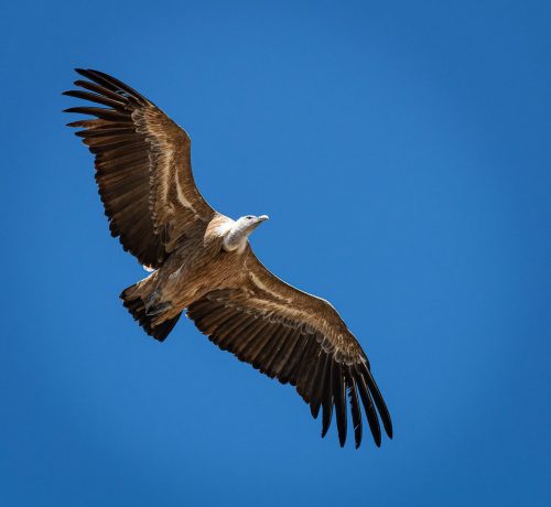 Eurasian griffon vulture 23 Andy Langs Nature Master