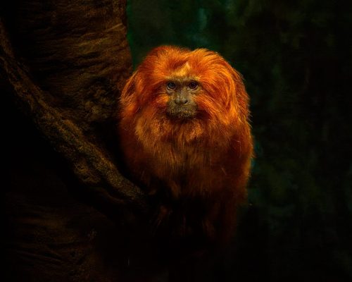 Golden Lion Tamarin Toronto Zoo 25.5 TC DP Kathryn Martin Pictorial Master