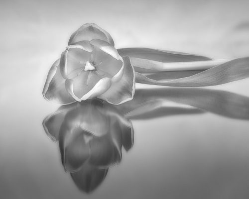 Ode to a tulip 24.5 DP Kathryn Martin Creative Master