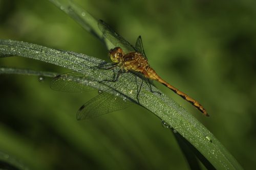 Ruby Meadowhawk 25.5 HM DP Kathryn Martin Nature Master