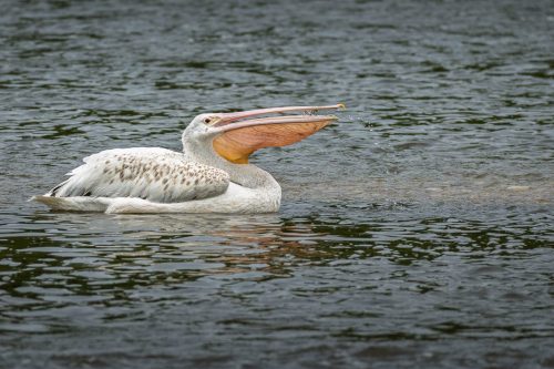 American White Pelican swallowing catch 22 Kathryn Martin Nature Master