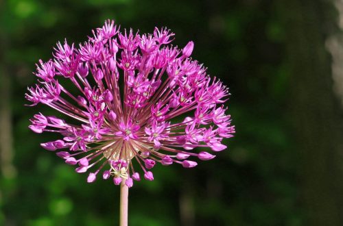 Tapinoma sessile  and Misumena vatia on an Allium  19.5 Cliff Dominy Pictorial Bronze