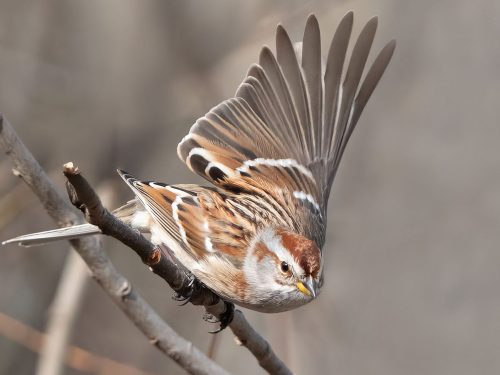 American Tree Sparrow in Motion 21.5 Lan Gao Nature Silver