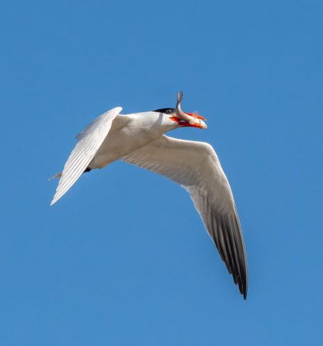 Arctic Tern with catch 25.5 TC SPP Kevin White Nature Silver