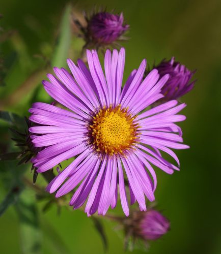 Aster Flower 21 Andy Langs Nature Master