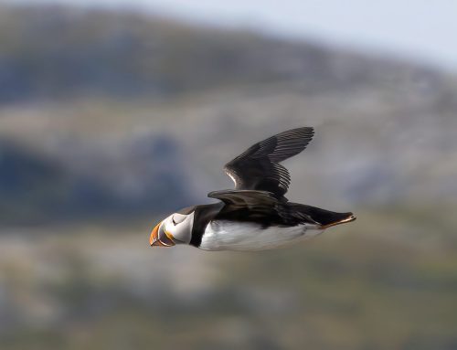 Arctic Puffin 23 GPP Mike Moffat Nature Gold