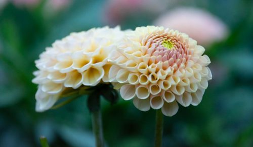 Ball-form Dahlia 21.5 Alison Hilborn Pictorial Silver