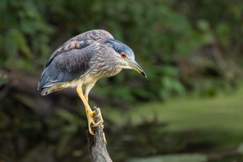 Black-crowned Night heron on perch 23.5 SPP Leonard Forte Nature Silver