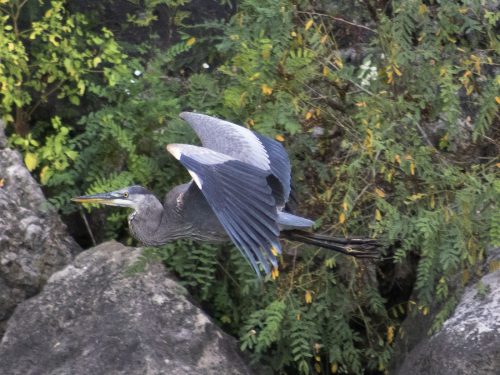 Blue Heron in flight 20 Cherylene Stimers Nature Silver