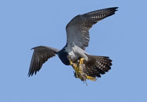 Peregrine falcon with female oriole 25.5 TC DP Greg Alderson Nature Master