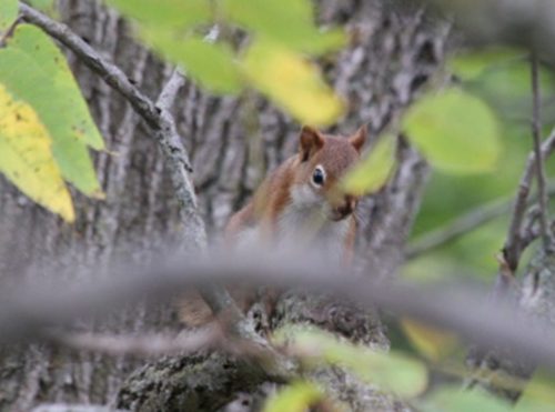 Cautious American Red Squirrel 17 Phil Lacasse Nature Bronze