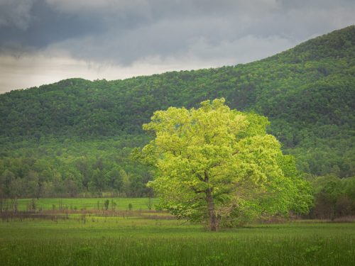 Cades Cove Spring Tree 21.5 Don Poulton Pictorial Master