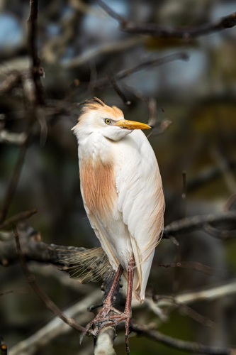Cattle Egret in Breeding Plumage 23.5 GPP Herb McClelland Nature Gold