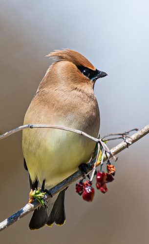 Cedar Waxwing on Branch 23 GPP Herb McClelland Nature Gold
