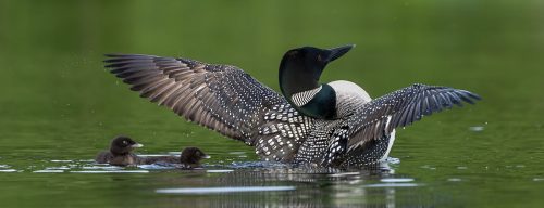 Common Loon Family 25.5 TC SPP Leigh Wright Nature Silver