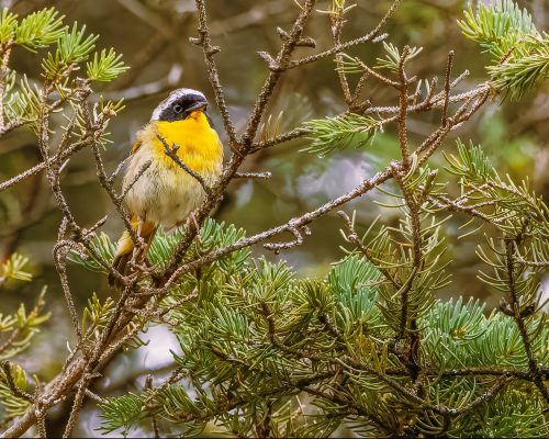 Common Yellow throat 20.5 Mike Moffat Nature Silver
