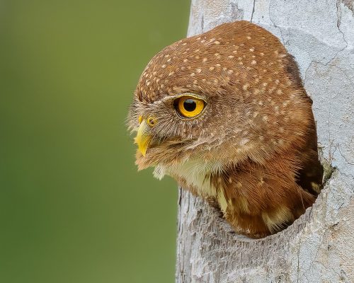 Costa Rican Pygmy Owl   24.5 DP Geoff Dunn Nature Master