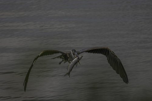 Great Blue Heron with Catch 22.5 SPP Jan Huizinga Nature Silver