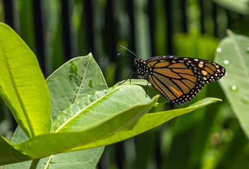 Monarch on Milkweed 19.5 Jan Huizinga Nature Bronze