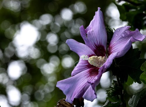 Bearded Iris 17.5 Jan Huizinga Pictorial Bronze