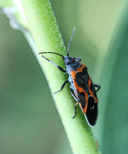 Milkweed bug 22 HM BPP Jan Huizinga Nature Bronze