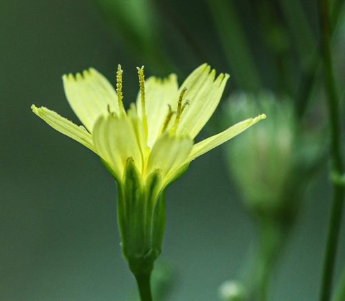 Common Nipplewort 19.5 Jan Huizinga Nature Bronze