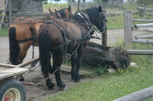 Leading a Horse to Water 19 Roy Oldfield Pictorial Gold