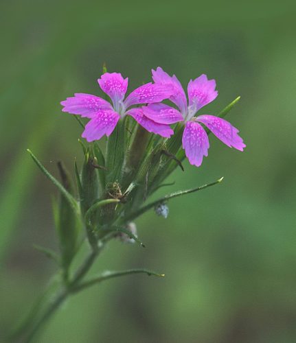 Deptford Pink 21.5 Elzbieta Piskorz Nature Master