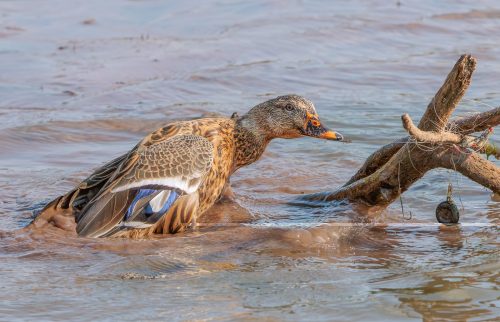 Mallard Snagged by Fishing Line Prior to Rescue 24.5 HM DP Geoff Dunn Nature Master