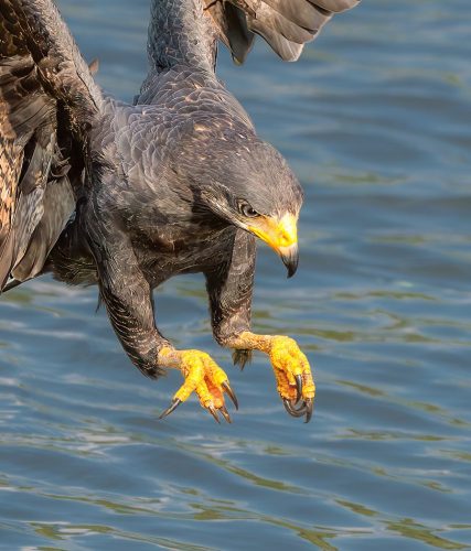 Black Hawk Diving for a Fish 23.5 Geoff Dunn Nature Master