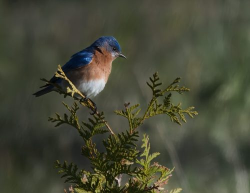 Eastern Bluebird 24 HM SPP Derrick Butler Nature Silver
