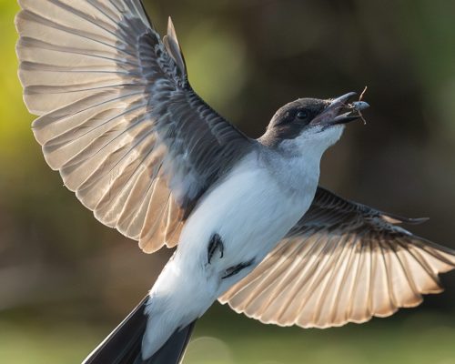 Eastern Kingbird 25.5 TC SPP Leigh Wright Nature Silver