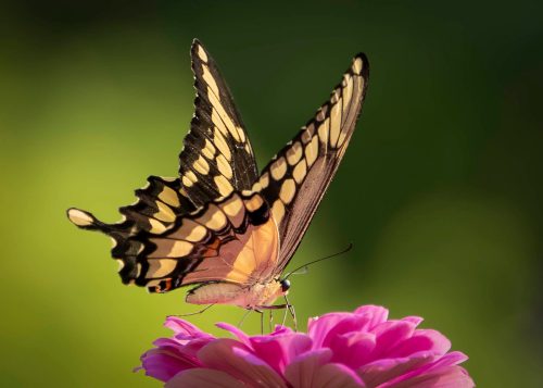 Eastern Tiger Swallowtail 23 SPP Lan Gao Nature Silver