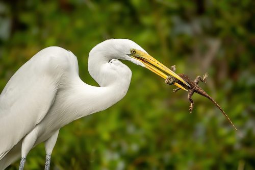 Egret 26.5 TC SPP Barbara Bialon Nature Silver