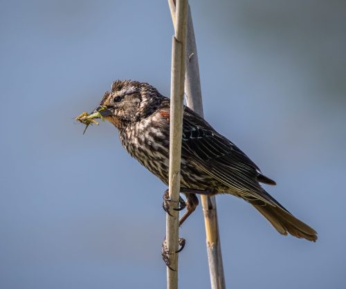 Female Red-winged Blacking Feeding on Grasshopper 22.5 David Evans Nature Master