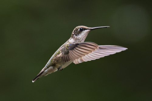 Female Ruby Throated Hummingbird Mid Flight 24.5 HM BPP Ken Newbury Nature Bronze