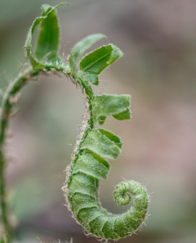 Fiddlehead Fern 21 Elzbieta Piskorz Nature Master
